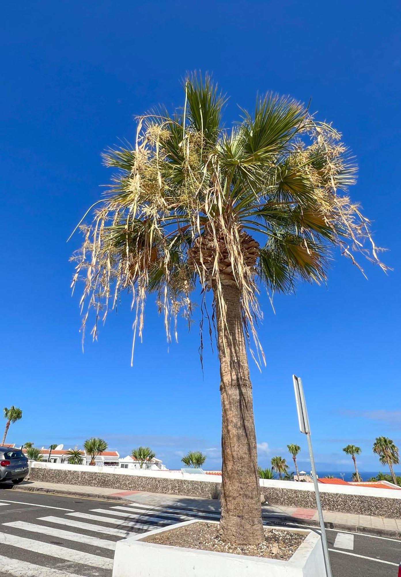 Apartamento El Paraiso Costa Adeje  Zewnętrze zdjęcie